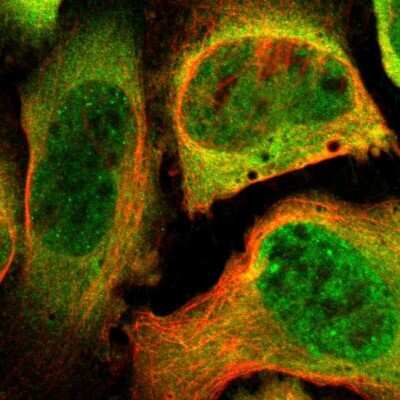 Immunocytochemistry/ Immunofluorescence: PSMC1 Antibody [NBP1-80959]