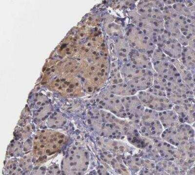 Immunohistochemistry-Paraffin: PSMC1 Antibody [NBP1-80959]