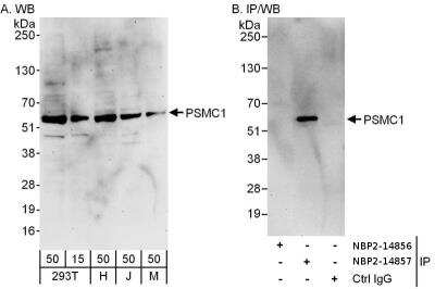 Immunoprecipitation: PSMC1 Antibody [NBP2-14857]