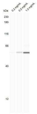 Simple Western: PSMC1 Antibody [NBP1-91476]