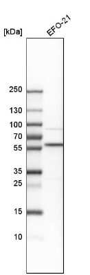 Western Blot: PSMC1 Antibody [NBP1-80959]