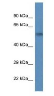 Western Blot: PSMC1 Antibody [NBP1-91476]