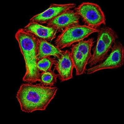 Immunocytochemistry/ Immunofluorescence: PSMC3 Antibody (1G10B7) - BSA Free [NBP2-61802]