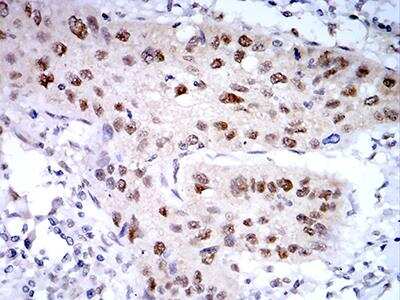 Immunohistochemistry-Paraffin: PSMC3 Antibody (1G10B7) - BSA Free [NBP2-61802]