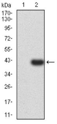 Western Blot: PSMC3 Antibody (1G10B7)BSA Free [NBP2-61802]