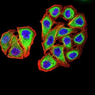 Immunocytochemistry/ Immunofluorescence: PSMC3 Antibody (1G10C9) - BSA Free [NBP2-61803]
