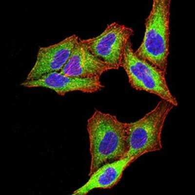 Immunocytochemistry/ Immunofluorescence: PSMC3 Antibody (1G10C9) - BSA Free [NBP2-61803]