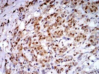 Immunohistochemistry-Paraffin: PSMC3 Antibody (1G10C9) - BSA Free [NBP2-61803]