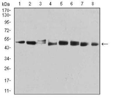 Western Blot: PSMC3 Antibody (1G10C9)BSA Free [NBP2-61803]