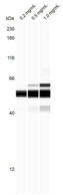 Simple Western: PSMC3 Antibody [NBP1-86962]