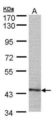 Western Blot: PSMC6 Antibody [NBP1-32403]
