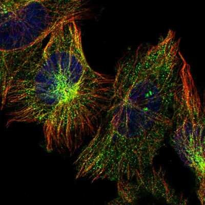 Immunocytochemistry/ Immunofluorescence: PSMD12 Antibody [NBP1-87801]