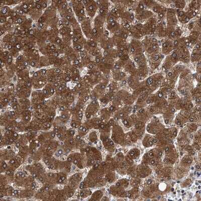 Immunohistochemistry-Paraffin: PSMD12 Antibody [NBP1-87801]