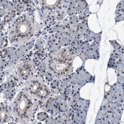 Immunohistochemistry-Paraffin: PSMD12 Antibody [NBP1-87801]
