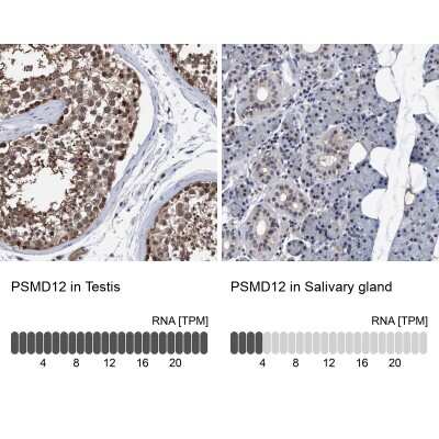 Immunohistochemistry-Paraffin: PSMD12 Antibody [NBP1-87801]