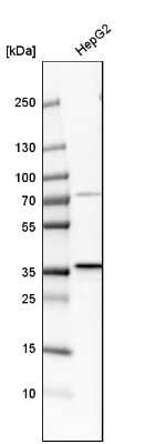 Western Blot: PSMD14 Antibody [NBP1-80956]