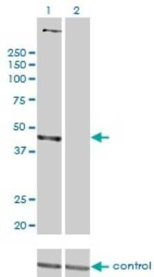 Western Blot: PSMD6 Antibody (1C1) [H00009861-M01]