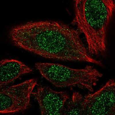 Immunocytochemistry/ Immunofluorescence: PSMD7 Antibody [NBP2-38612]