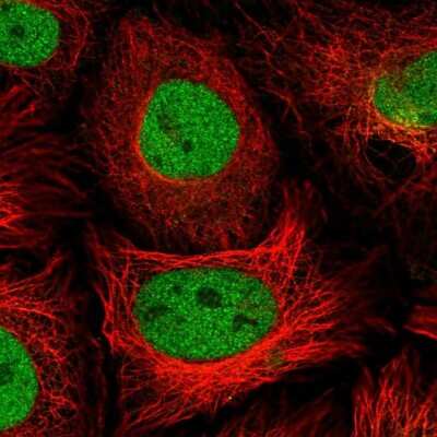 Immunocytochemistry/ Immunofluorescence: PSMD7 Antibody [NBP2-38780]