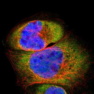 Immunocytochemistry/ Immunofluorescence: PSMD8 Antibody [NBP1-83254]