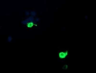 Immunofluorescence: PSMF1 Antibody (OTI2D7) [NBP2-45903]