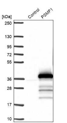 Western Blot: PSMF1 Antibody [NBP1-80911]