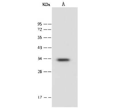 Western Blot: PSMF1 Antibody [NBP2-99618]