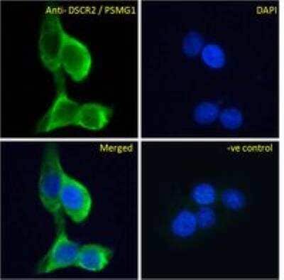 Immunocytochemistry/ Immunofluorescence: PSMG1 Antibody [NBP1-36951]