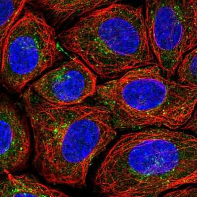 Immunocytochemistry/ Immunofluorescence: PSMG1 Antibody [NBP2-55971]
