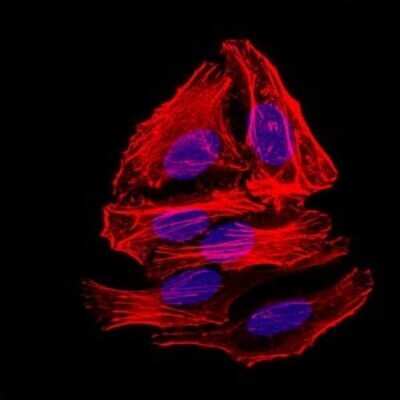 Immunocytochemistry/ Immunofluorescence: PSP/BPIFA2 Antibody (1F12) - BSA Free [NBP2-37493]