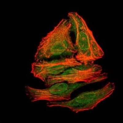 Immunocytochemistry/ Immunofluorescence: PSP/BPIFA2 Antibody (1F12) - BSA Free [NBP2-37493]