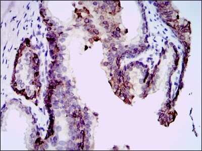 Immunohistochemistry: PSP/BPIFA2 Antibody (1F12) - BSA Free [NBP2-37493]