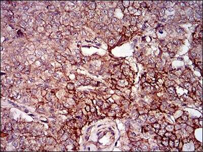 Immunohistochemistry-Paraffin: PSP/BPIFA2 Antibody (2B4F5) - BSA Free [NBP2-37273]