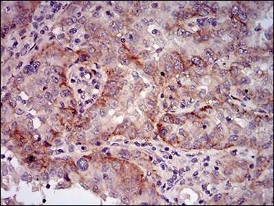 Immunohistochemistry-Paraffin: PSP/BPIFA2 Antibody (2B4F5) - BSA Free [NBP2-37273]