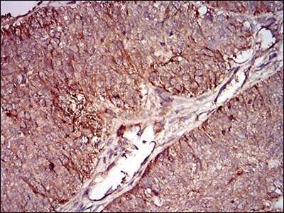 Immunohistochemistry: PSP/BPIFA2 Antibody (3F8E4) - BSA Free [NBP2-37277]