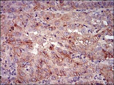 Immunohistochemistry: PSP/BPIFA2 Antibody (3F8E4) - BSA Free [NBP2-37277]
