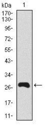 Western Blot: PSP/BPIFA2 Antibody (4C7D7)BSA Free [NBP2-37438]