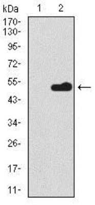 Western Blot: PSP/BPIFA2 Antibody (4C7D7)BSA Free [NBP2-37438]