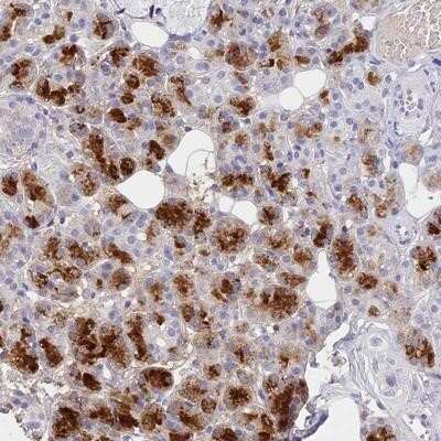 Immunohistochemistry-Paraffin: PSP/BPIFA2 Antibody [NBP1-91704]