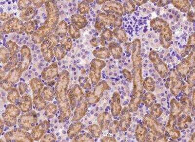 Immunohistochemistry-Paraffin: PSP94/MSMB Antibody [NBP2-99576]