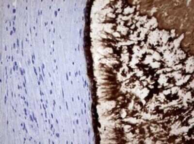 Immunohistochemistry: PSP94/MSMB Antibody (OTI3D5) - Azide and BSA Free [NBP2-73625]