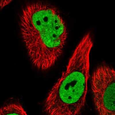 Immunocytochemistry/ Immunofluorescence: PSPC1 Antibody [NBP1-83801]