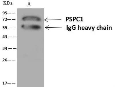 Immunoprecipitation: PSPC1 Antibody [NBP3-12643]
