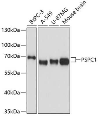 Western Blot: PSPC1 AntibodyAzide and BSA Free [NBP2-93111]
