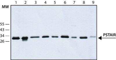 Western Blot: PSTAIR Antibody (PSTAIR) [NB120-10345]
