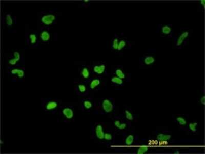 Immunocytochemistry/ Immunofluorescence: PTBP1 Antibody (3H8) [H00005725-M01]
