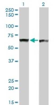 Western Blot: PTBP1 Antibody (3H8) [H00005725-M01]