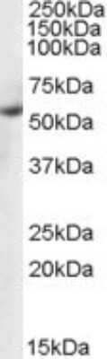 Western Blot: PTBP1 Antibody [NB100-1310]