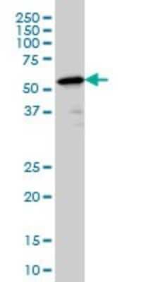 Western Blot: PTBP2 Antibody (2D10-B2) [H00058155-M01]