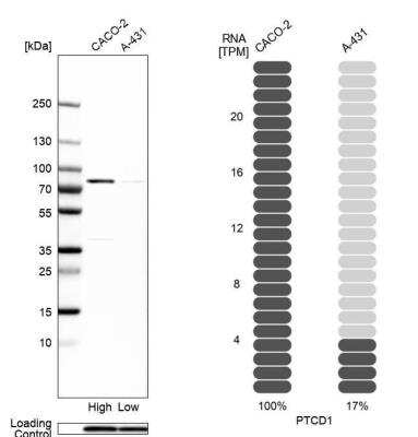 Western Blot: PTCD1 Antibody [NBP1-81493]
